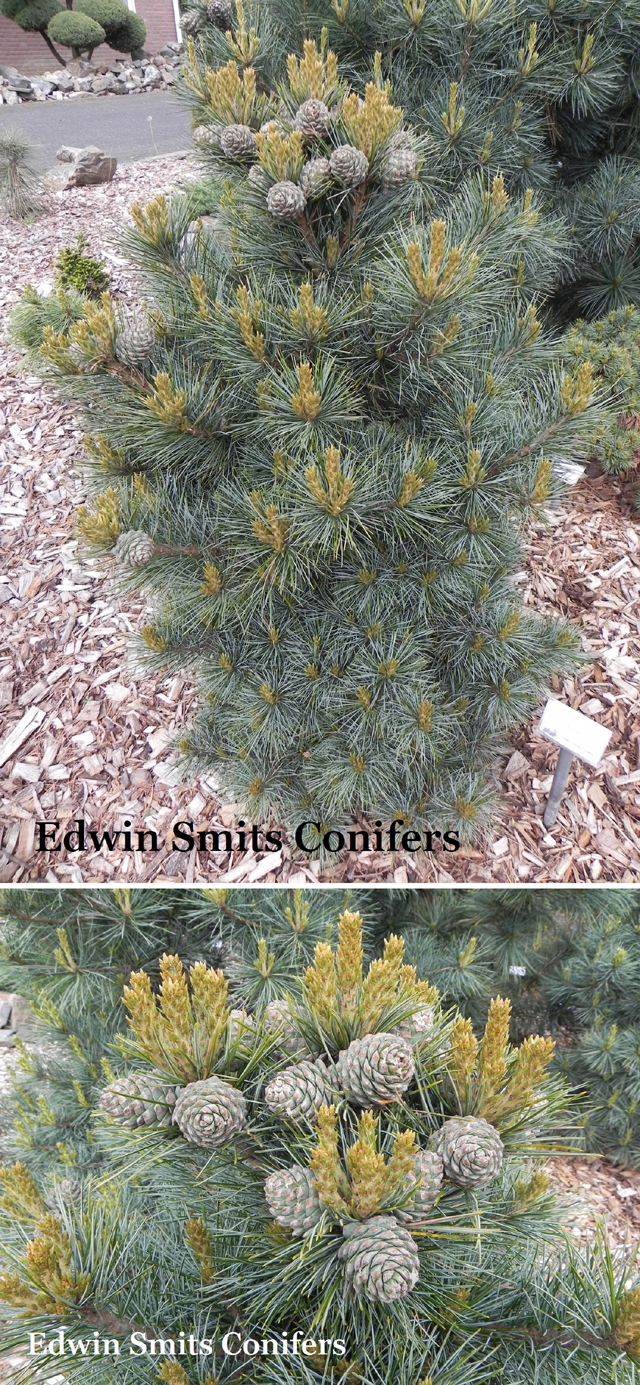 Pinus koraiensis 'Baishan'
